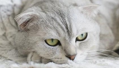 如何根据阴历生日算命？